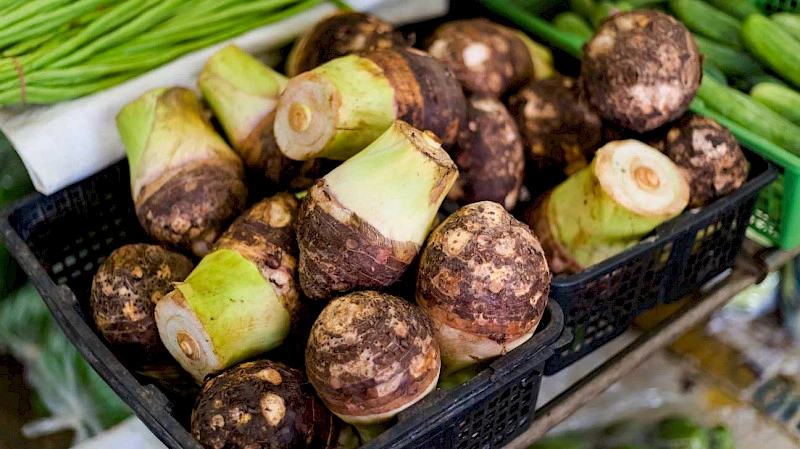 Kolokazija (taro) Ziemeļkiprā