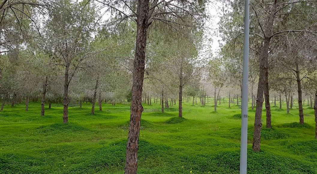 Akadēmijas meža parks Nikosijā