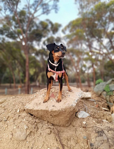 Suns Akadēmijas meža parkā