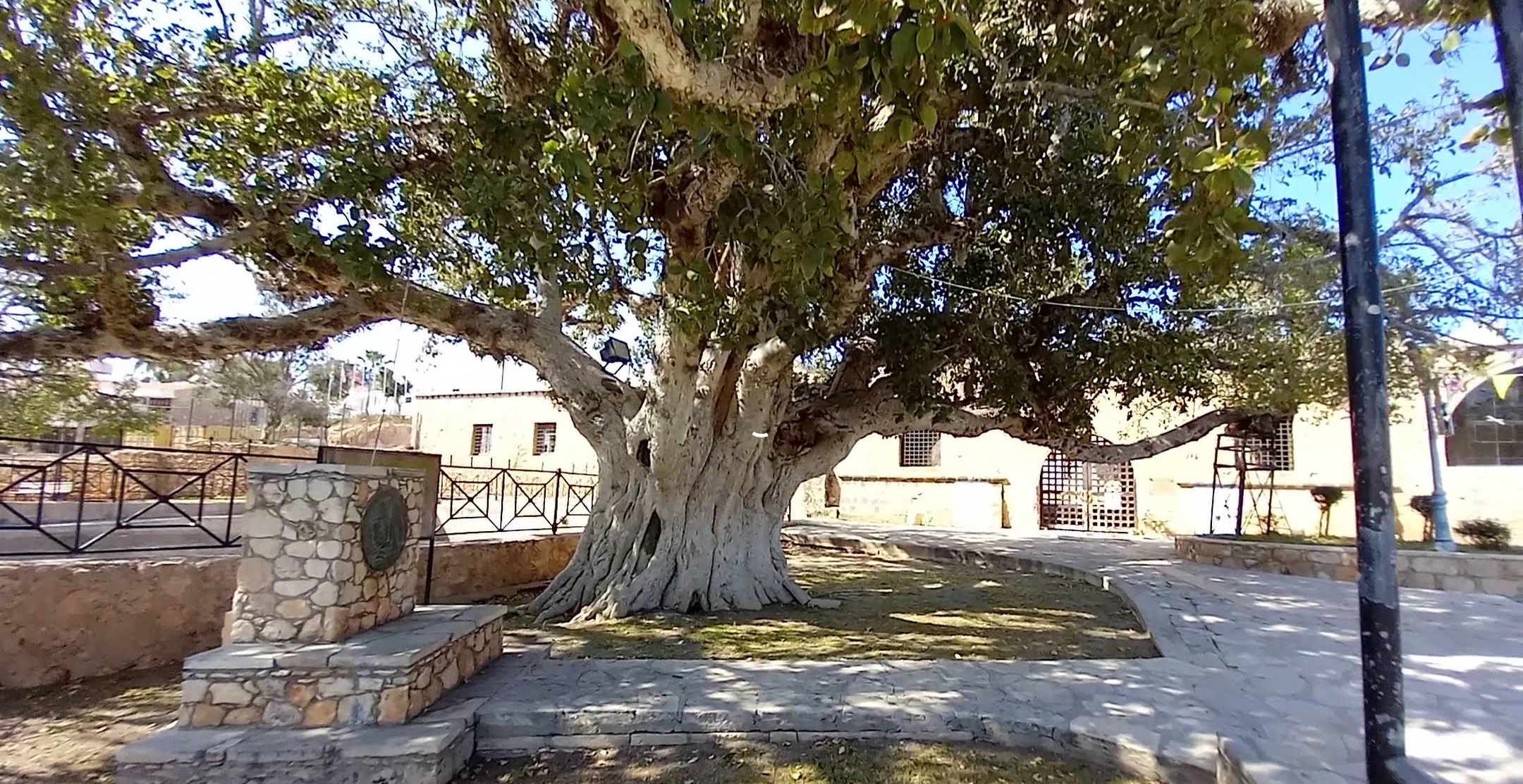 Το αρχαιότερο δέντρο της Αγίας Νάπας