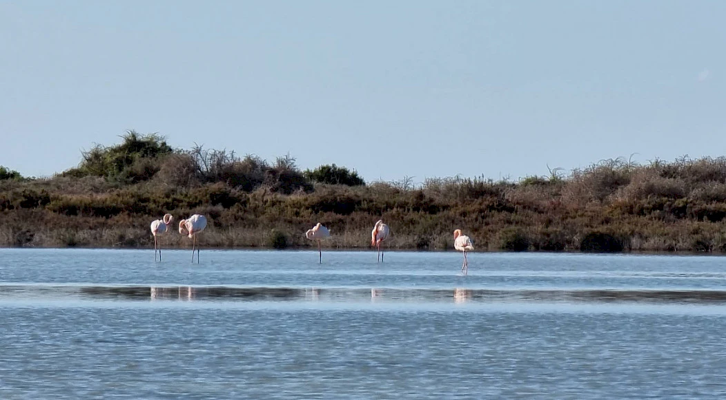 Flamingo Akrotiri ezerā